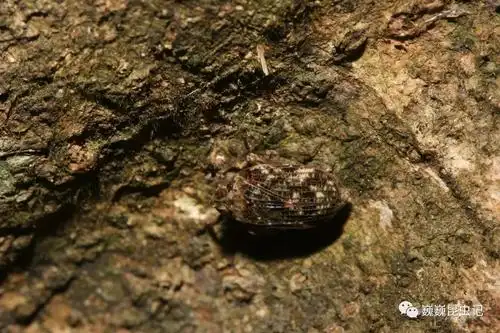 虫谱大观瓢蜡蝉