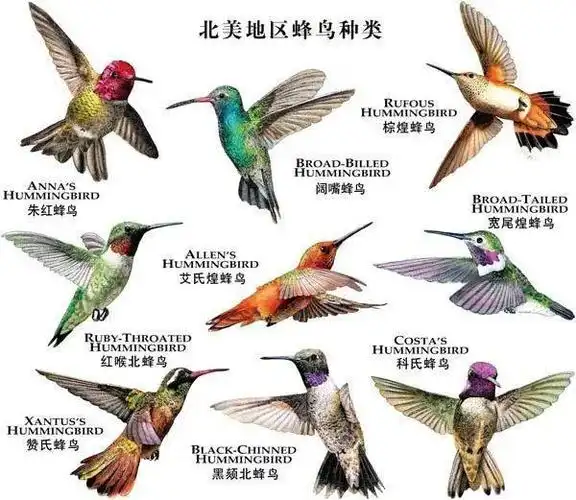 世界上最小的鸟却有着超常本领,令其他鸟类自叹弗如!