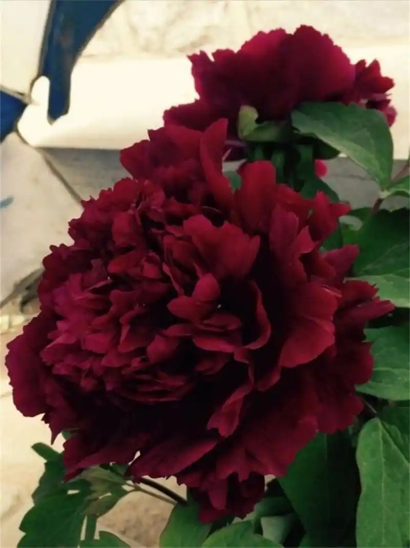 每日一花冠世墨玉  冠世墨玉牡丹:黑花魁首的华丽传奇🌹  🌺冠世