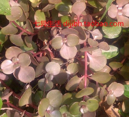 圆叶景天 盆栽观赏植物 景观药用庭院绿植