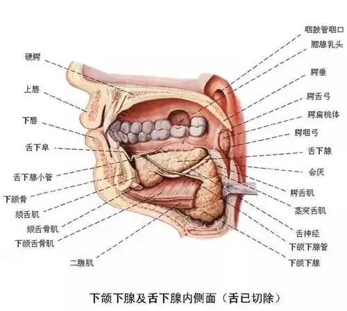 消化系统解剖图谱