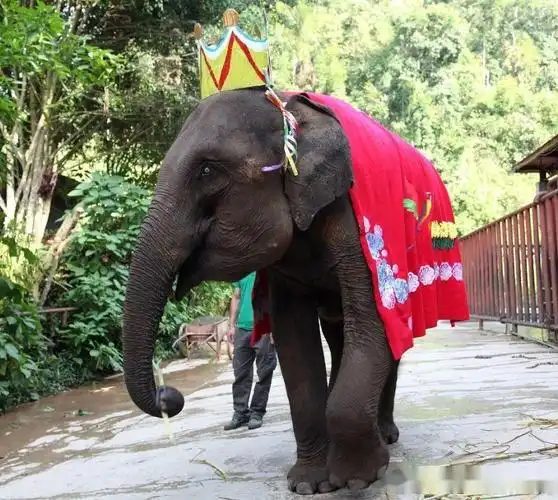 西双版纳4日游热带风情傣族文化一次游遍精华