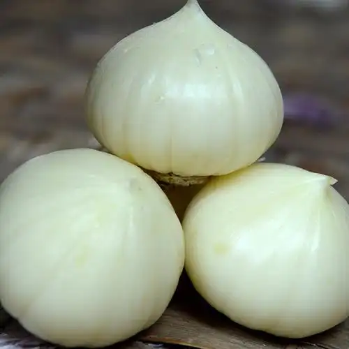 新鲜云南高原特产农家自种有机紫皮独头大蒜红皮蒜头