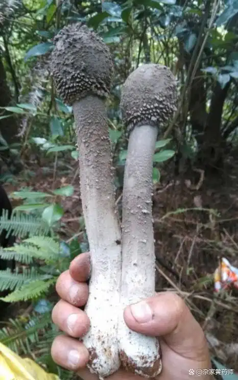 荒野维生野菜系列——中华鹅膏