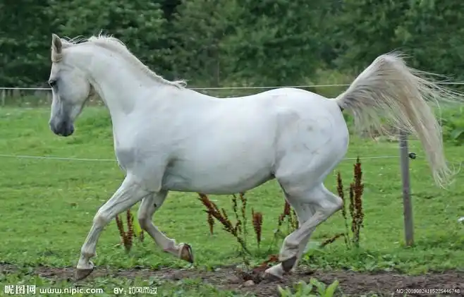白色的骏马