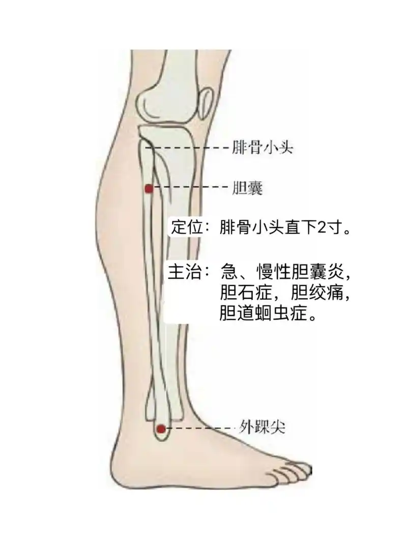 主治:急,慢性胆囊炎,胆石症,胆绞痛,胆道蛔虫症.