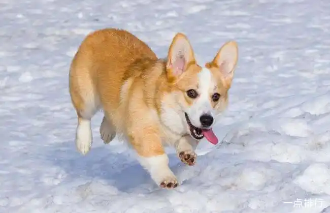 柯基犬的性格十分逗比,它们嘴鼻紧凑,四肢短小也让他们看起来更为有趣