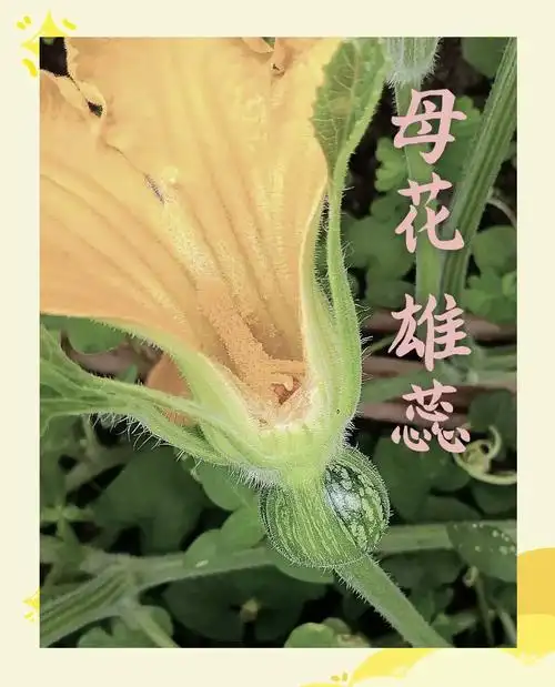🎉南瓜的奇妙世界:公母同花现象揭秘🌼