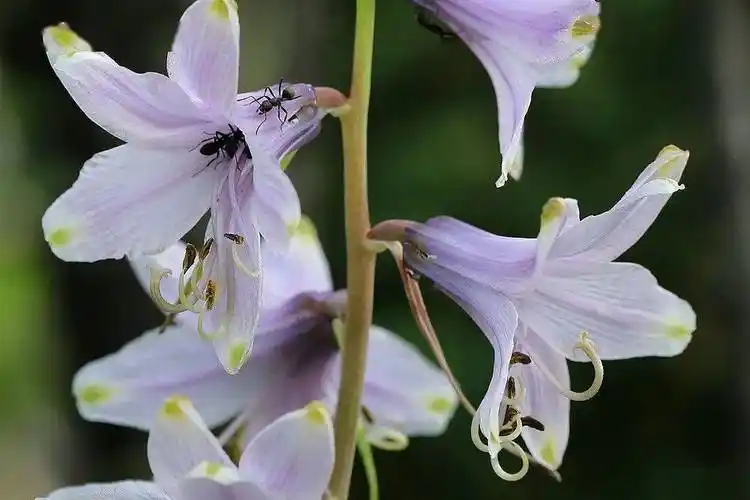川西7月单子叶植物的颜值担当