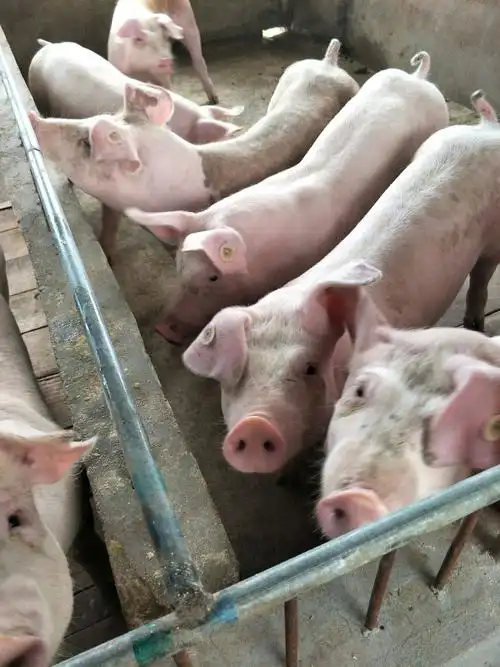 三元猪 60斤以上