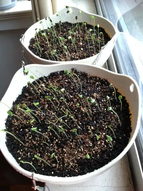 淘宝上买的亚麻蓝花发芽出来是这个样子,可是网上看到的照片是细条状