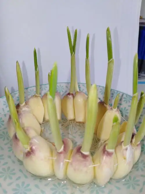 水培蒜苗成长记