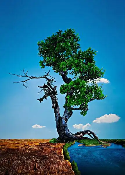 干枯土地上的一棵大树