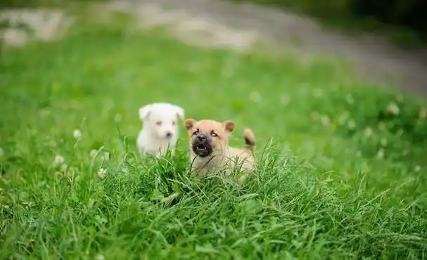 心理测试:你觉得哪种小动物最可爱,测试你的心地有多善良?