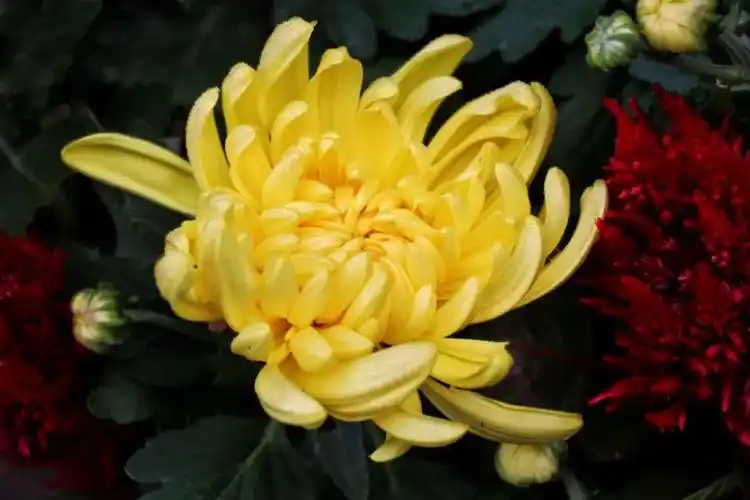 金秋岁月静赏菊花愿你心有清欢岁月安暖