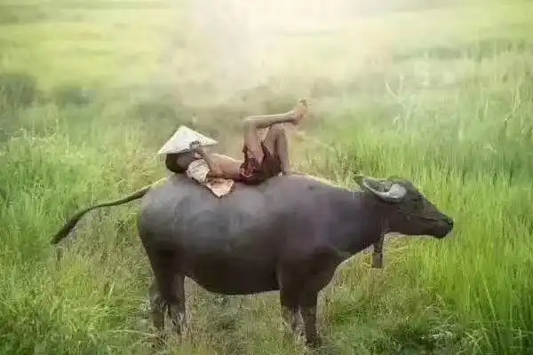 突然好想去放牛