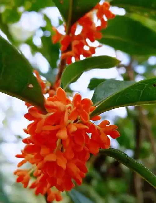 其它 血色飘香的丹桂 写美篇丹桂是一种桂花树,因花色呈红色,所以叫