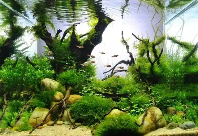 鱼缸中的造景艺术,美到窒息的水下世界
