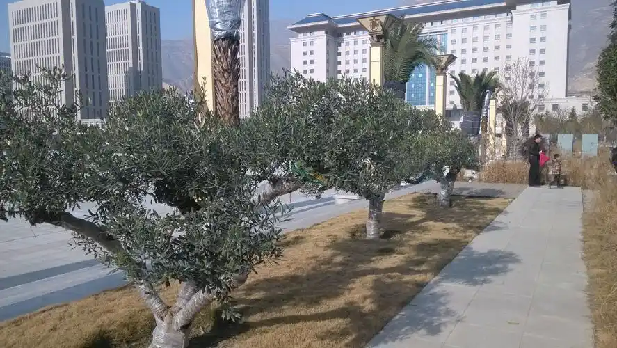 油橄榄景观树