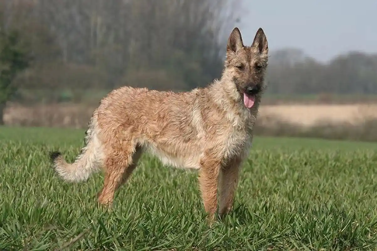 比利时的"四大天王"牧羊犬 1:比利时马林诺斯犬 belgian malinois