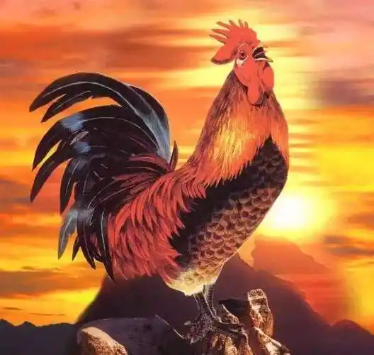 叫声音效00:0000:02公鸡搞怪打鸣综艺音效00:0000:01公鸡鸣叫大声响亮