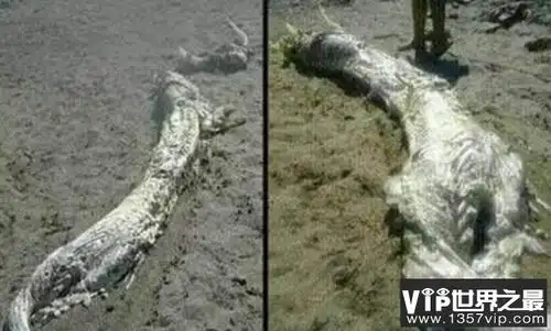 世界上最后一条白龙坠地死亡,神龙尸首遭到日本窃走