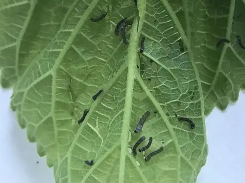 蚕宝宝的一生!三年级五班(贵洋鹏)