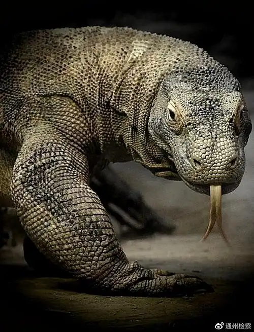 爬行动物世界中的法律奥秘