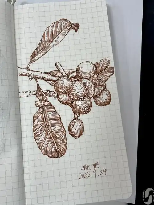 速写临摹枇杷