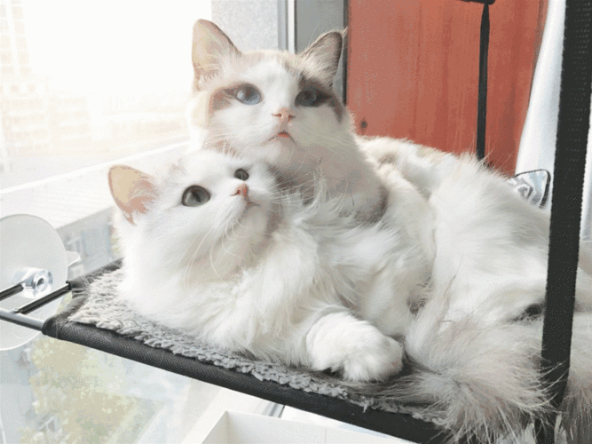 所长别开枪是我8厦门,微博界的毁段高手吐槽