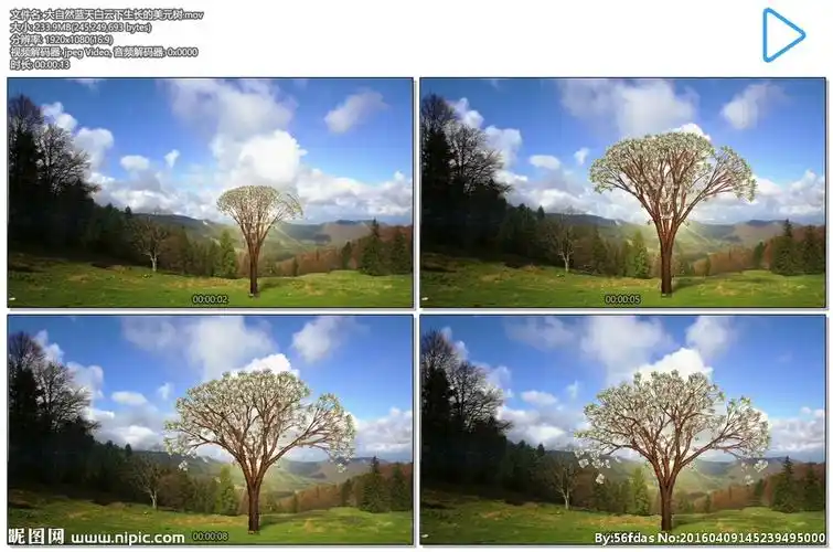 美元小树生长成大树