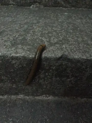 这是什么虫子_百度知道