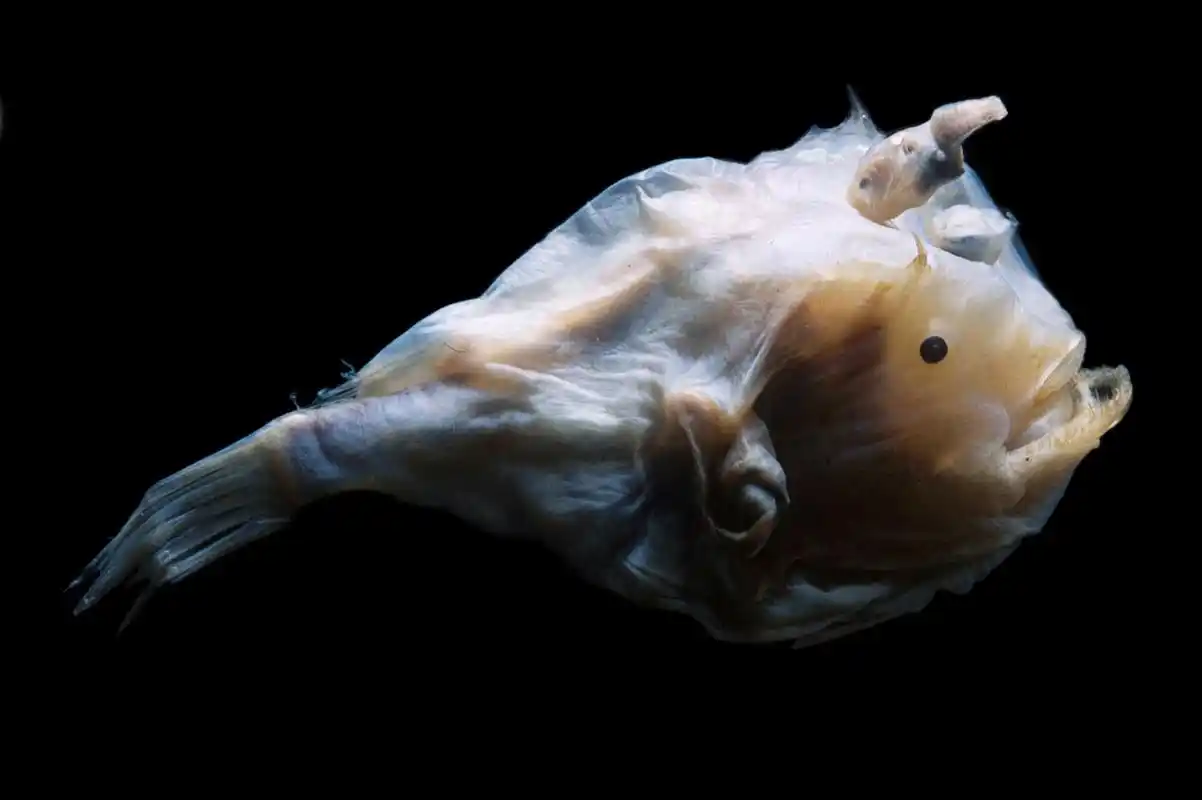 「雄鮟鱇鱼」动物界最强软饭王