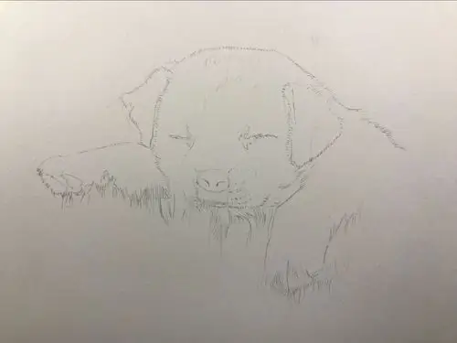 动物手绘拉布拉多犬彩铅教程