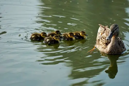 鸭妈妈带一群它的孩子,游来游去,爱可爱.摄于大连前关湿地公园.
