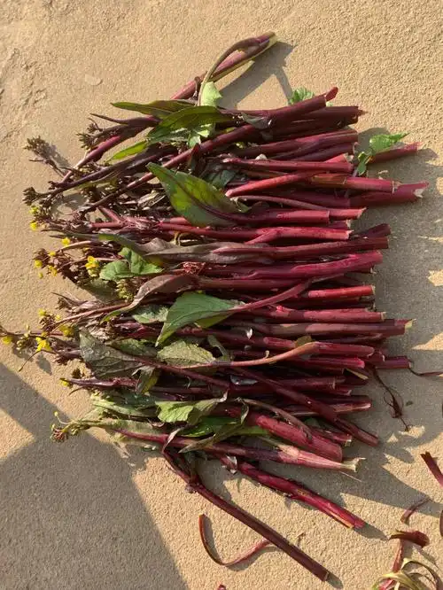 绿色食品红菜苔