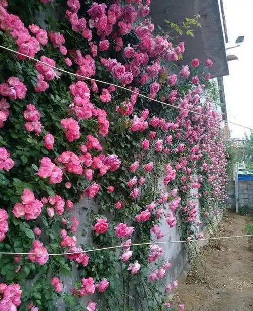 "疯子"藤本月季种起来,一年爬到2楼,两年变成花墙