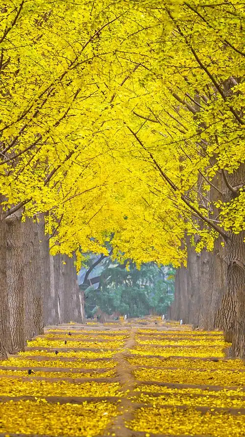 一组美到极致的银杏树壁纸,时光的隧道.想和ta一起走一走.