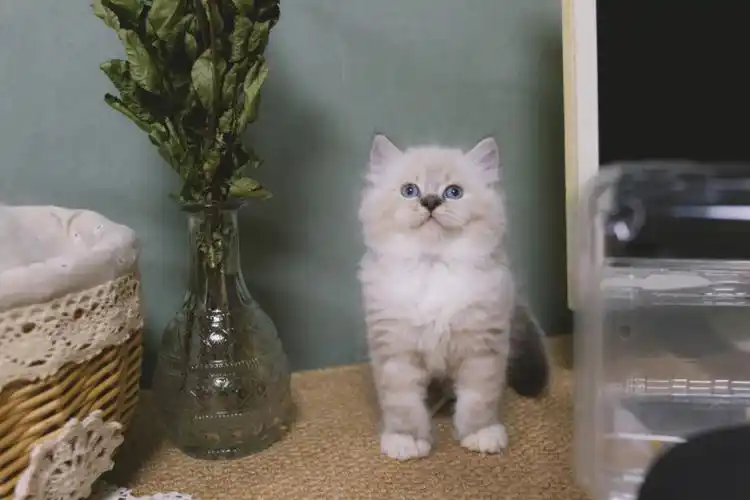 海豹山猫手套色布偶猫宝宝憨憨jpg