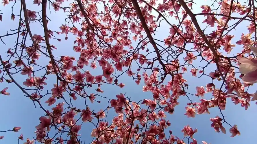 博览组图丨城市春景图