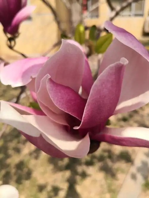 三月春花让人追