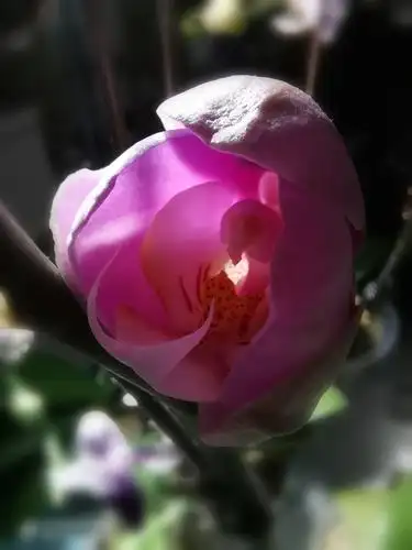 花看半开——安娜之一