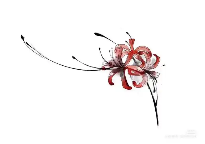 彼岸花手稿.#纹身  #刺青  #杭州纹身