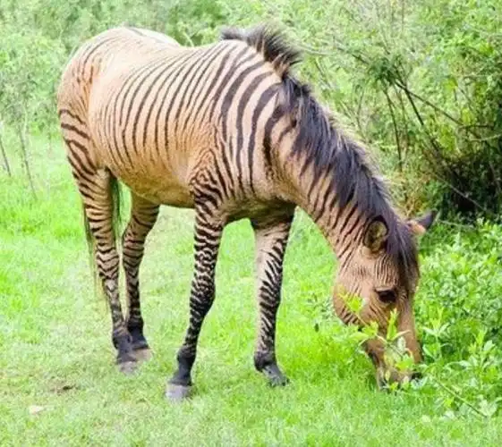 蜘蛛和山羊混血的蜘蛛羊已成功养大它们对人类的贡献杂陈