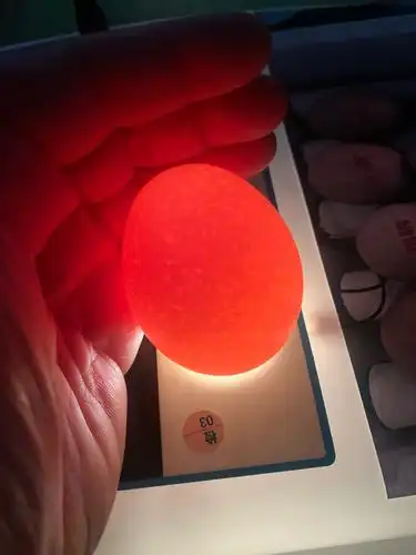 我们每天中午用照蛋灯来照蛋,看看鸡蛋每天的变化.