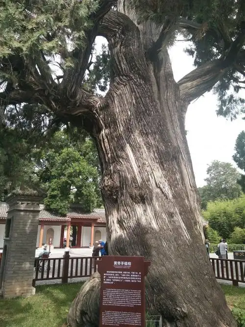 "黄帝手植柏",距今已有5000余年,相传此树为轩辕黄帝所植,故称"黄帝手