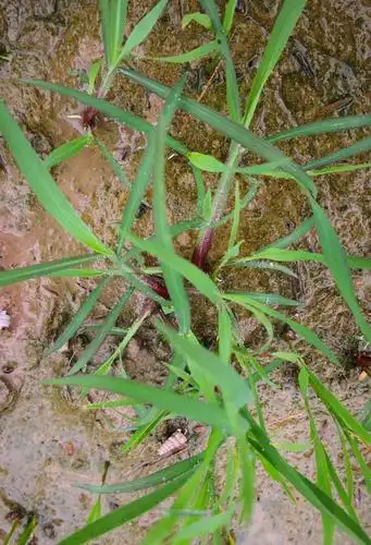 杂草以稗草为主,田间因长时间脱水,局部出现返盐死苗.