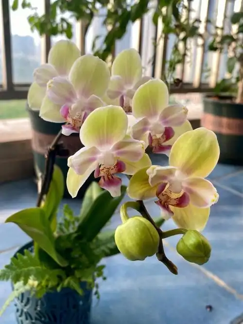 蝴蝶兰绿公主变异