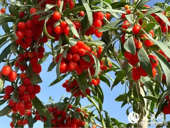 宁夏枸杞挂满枝头