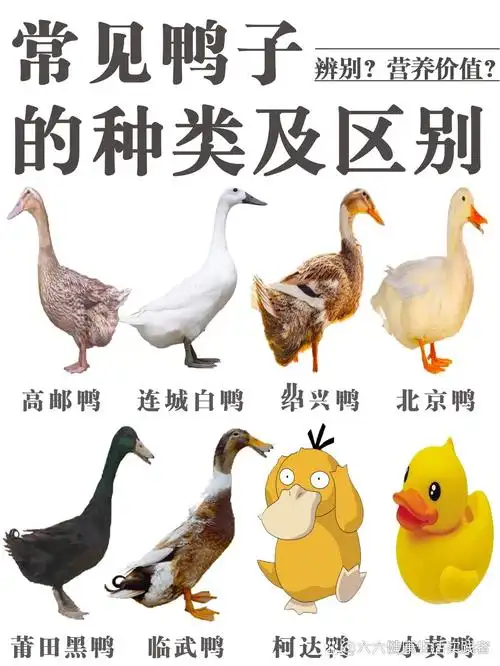 由于各地的气候和环境不同,孕育出来的鸭子品种
